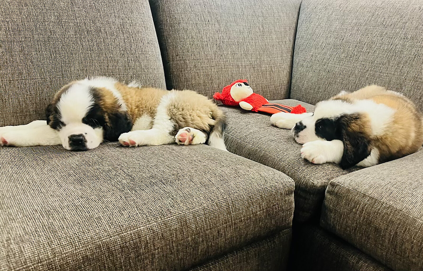 Two Saint Bernard puppies sleeping on a gray couch at Timberline Lodge with a red plush toy between them.