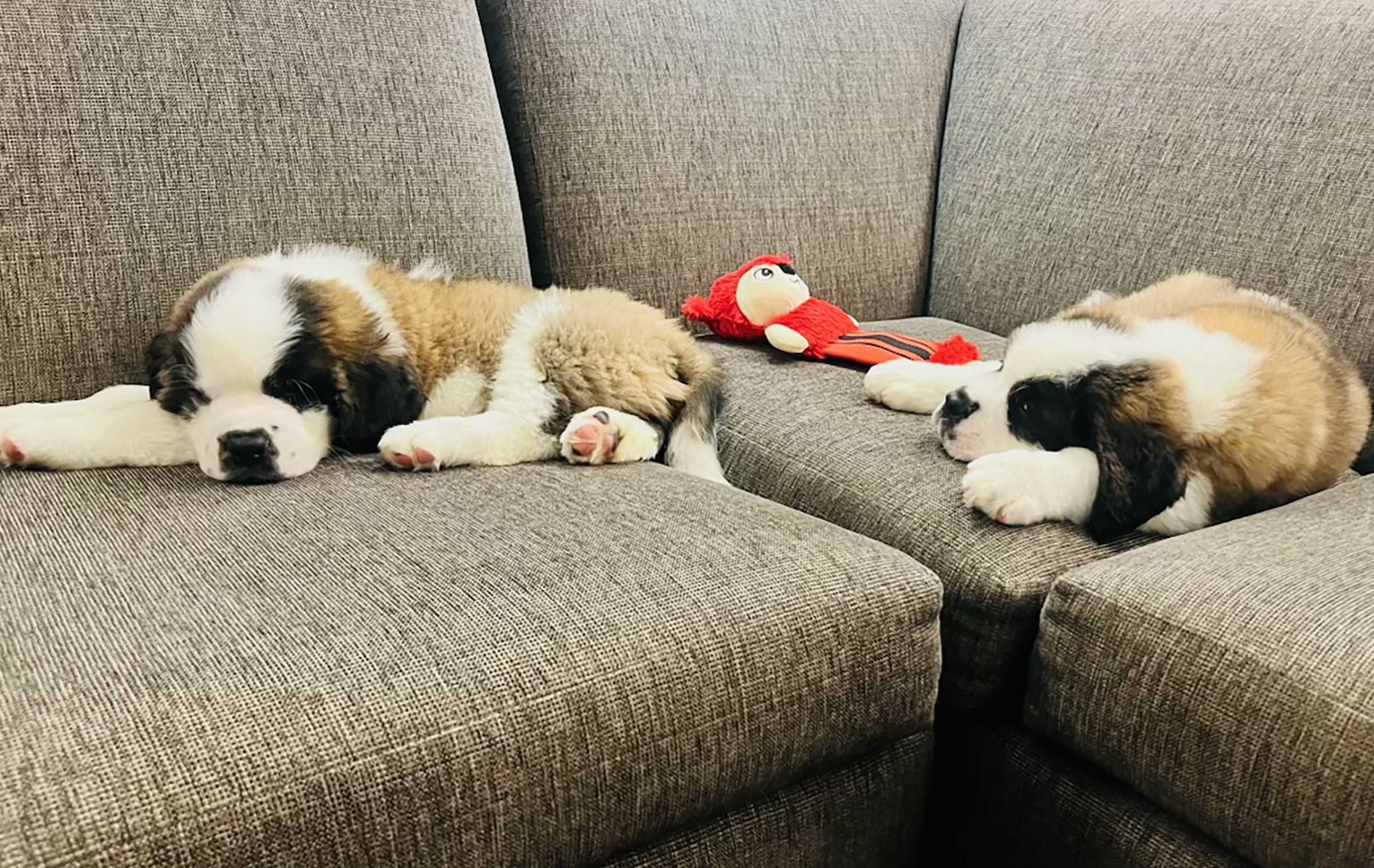 St. Bernard Puppies | Timberline Lodge