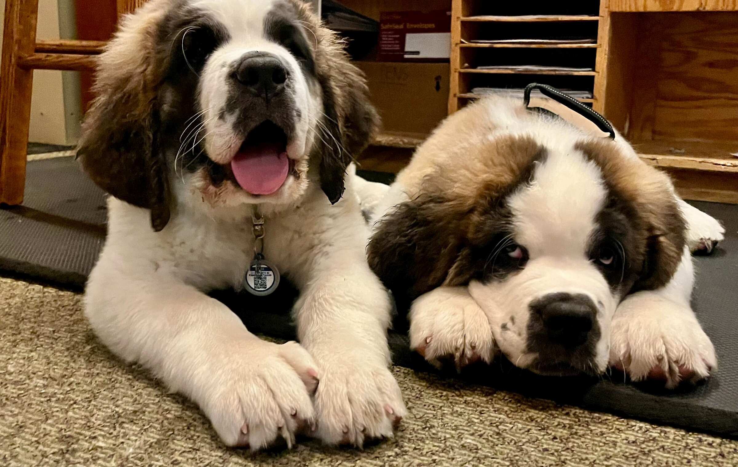 St. Bernards Bruno & Heidi at age 3 months