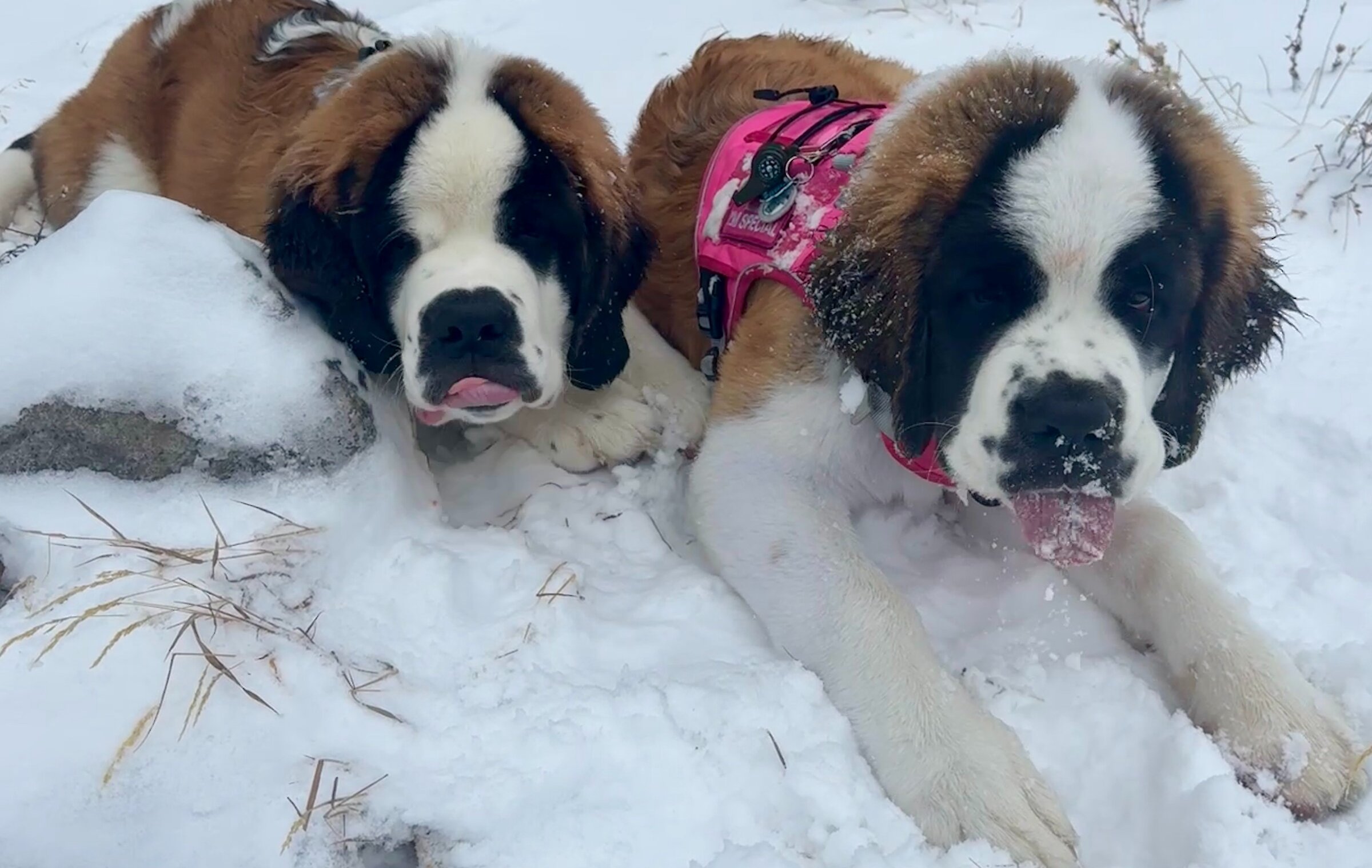 St. Bernards Bruno & Heidi age 5 months