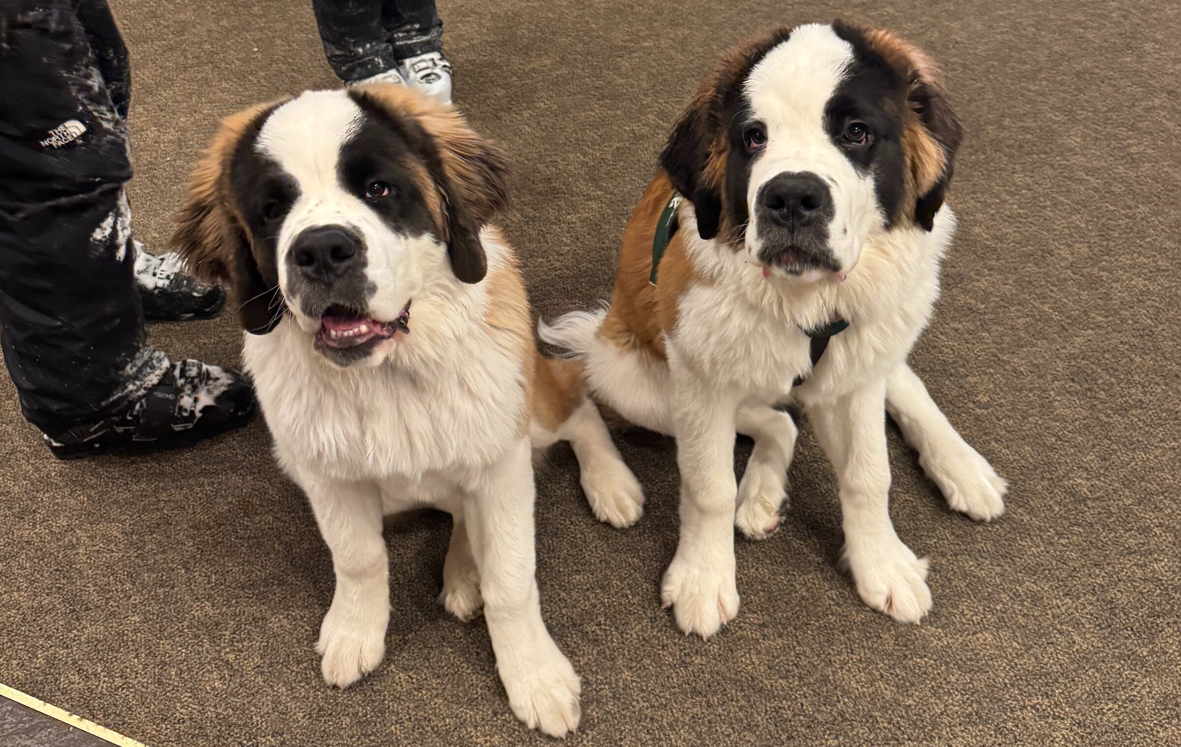 St. Bernards Heidi and Bruno age 6 months