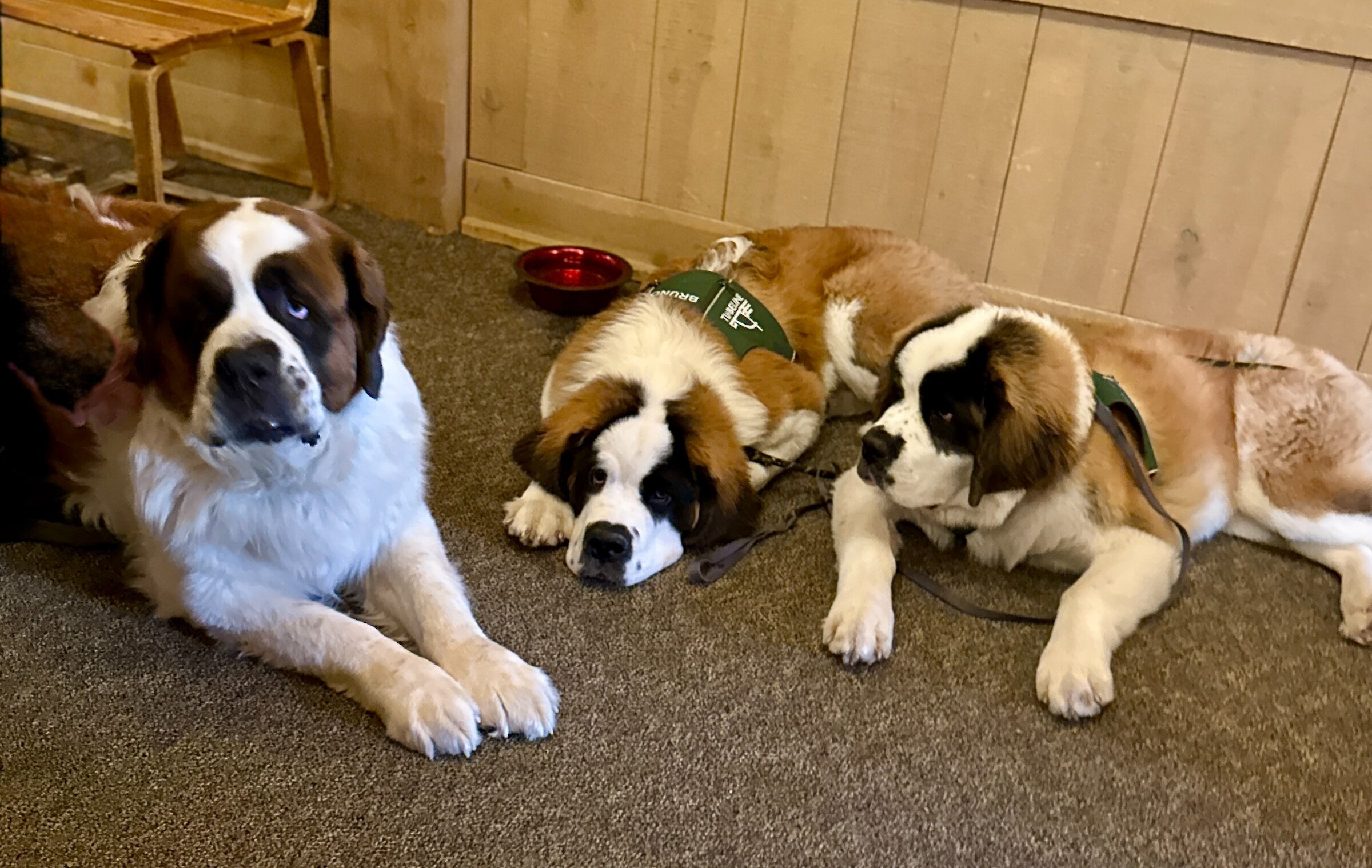 St. Bernard Bruno 11 at his retirement and birthday party with the younger Bruno & Heidi