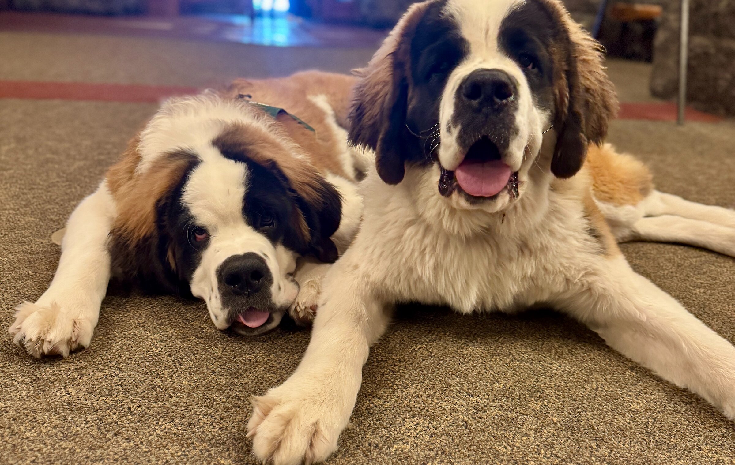 Timberline St. Bernards Bruno and Heidi age 7 months