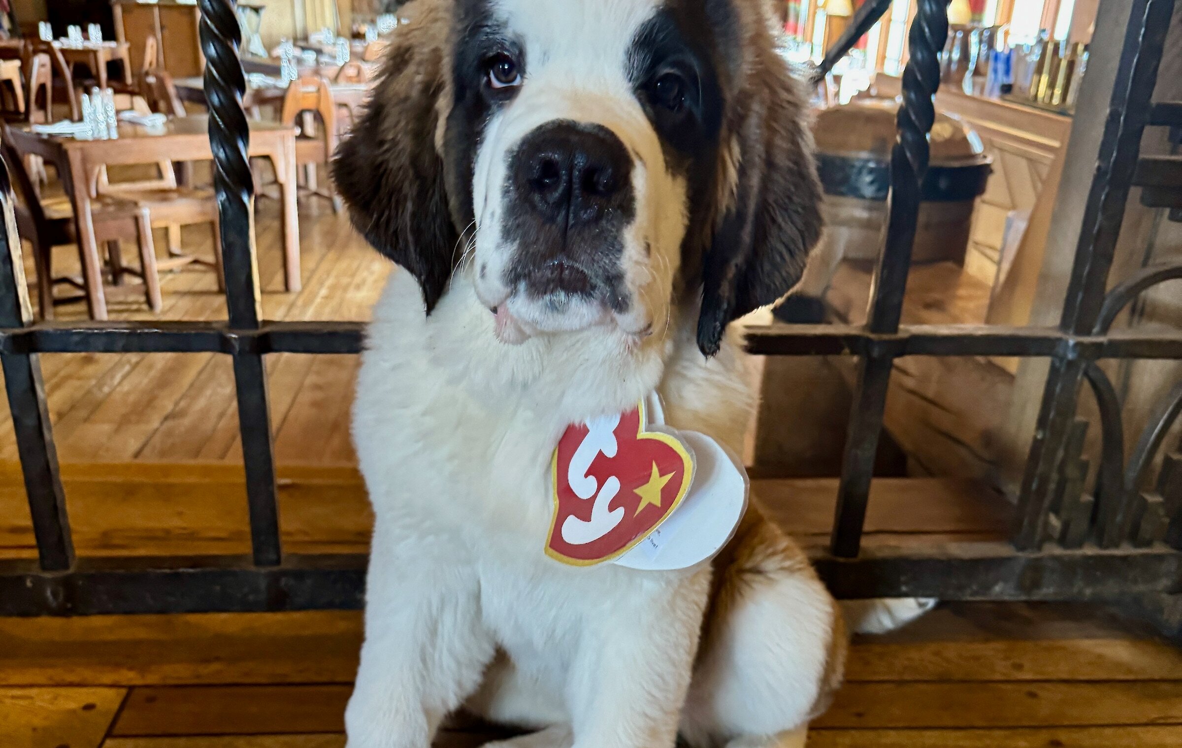 Timberline St. Bernard Bruno dressed as a Beanie Baby for Halloween