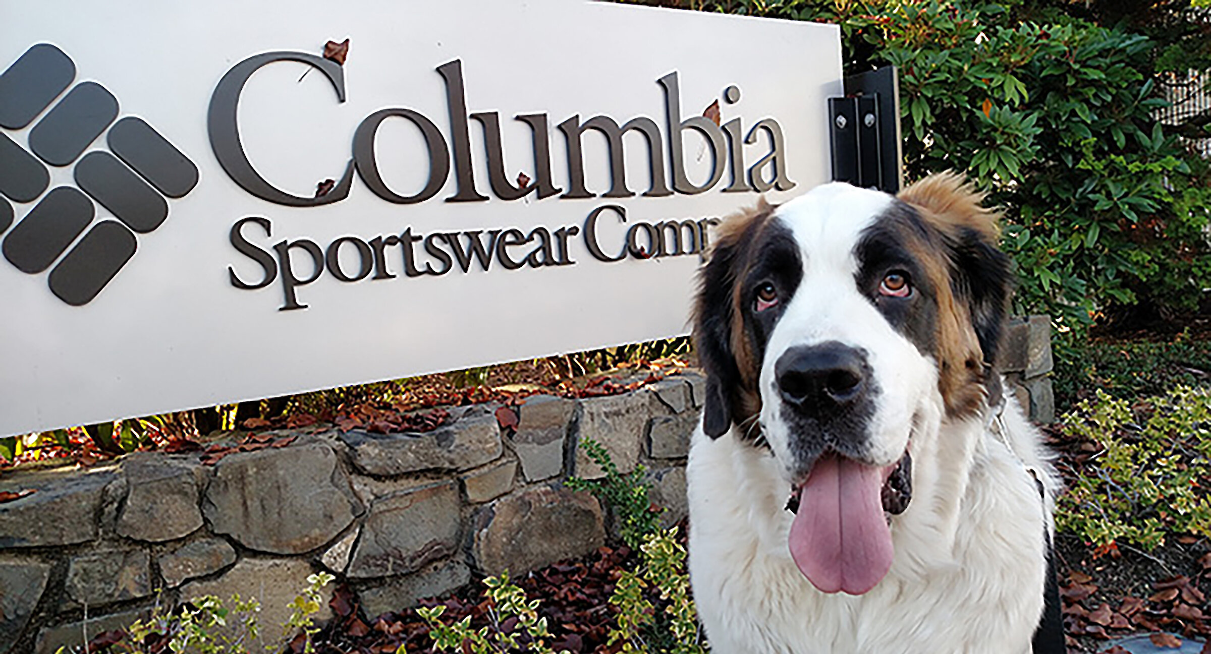 Timberline Saint Bernard Heidi sitting in front of a Columbia Sportswear Company sign outdoors
