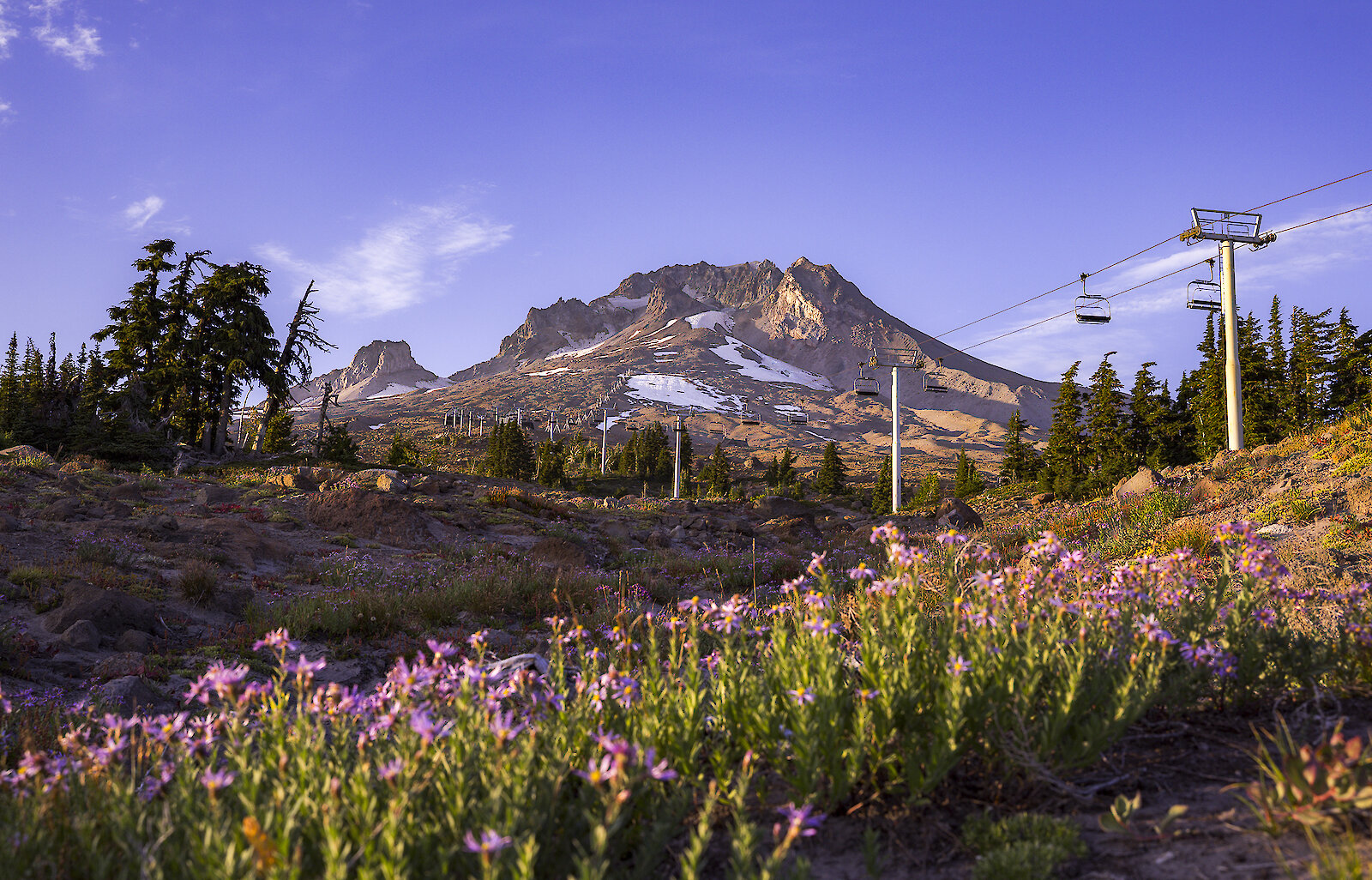 Mt. Hood in August with purple aster blooming in the foreground