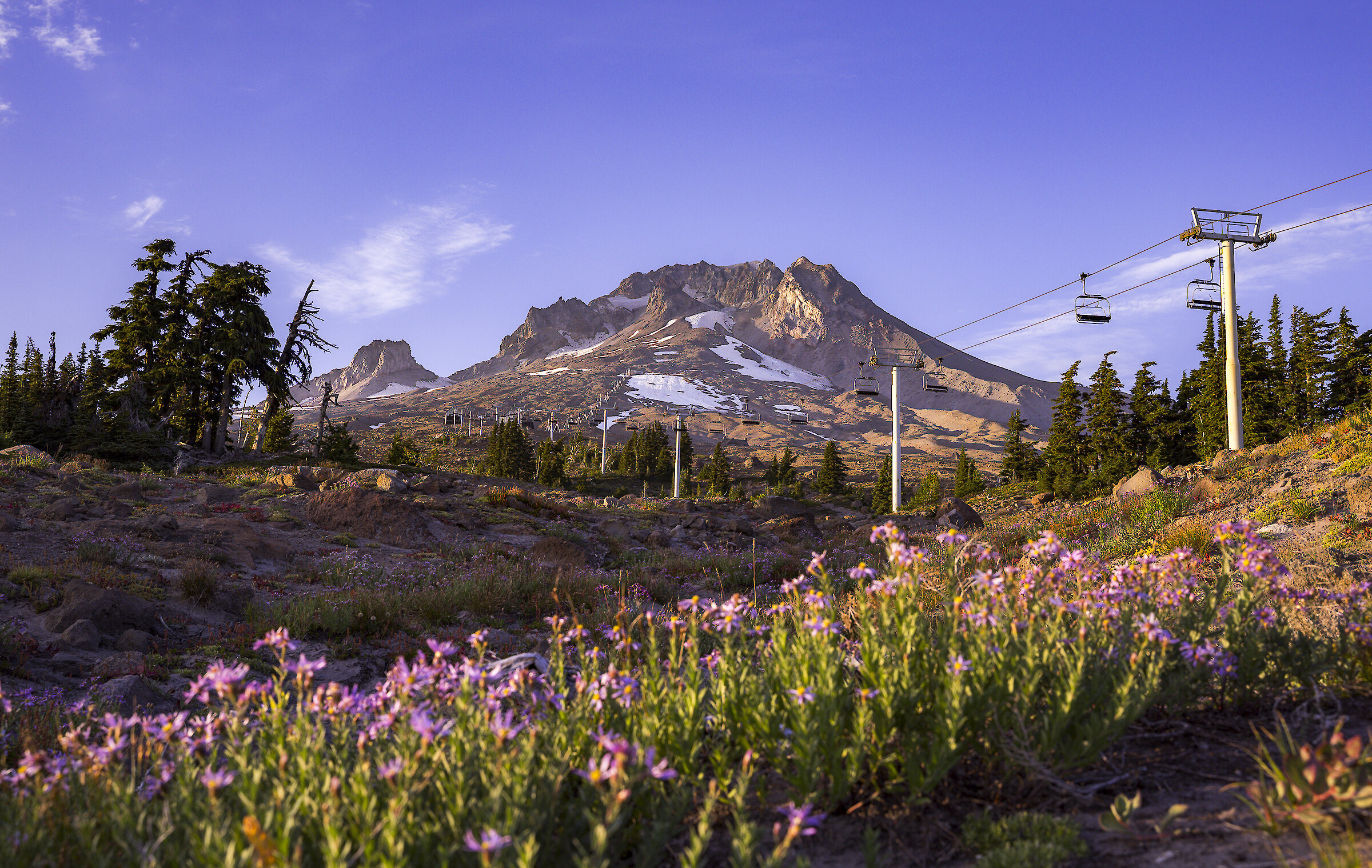 Mt. Hood in August with purple aster blooming in the foreground