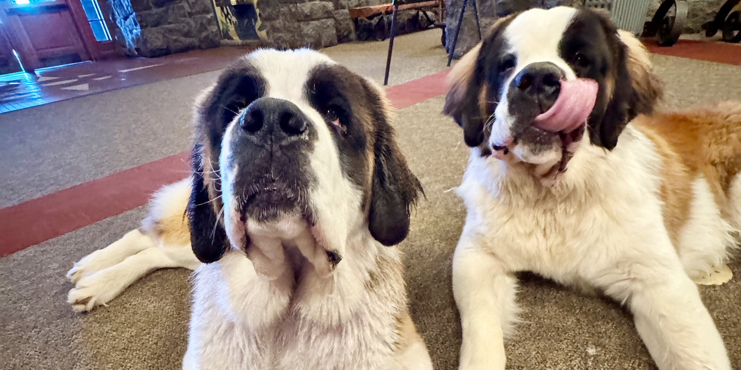 Timberline Saint Bernard mascots Heidi and Bruno laying down together at the main entrance to the lodge