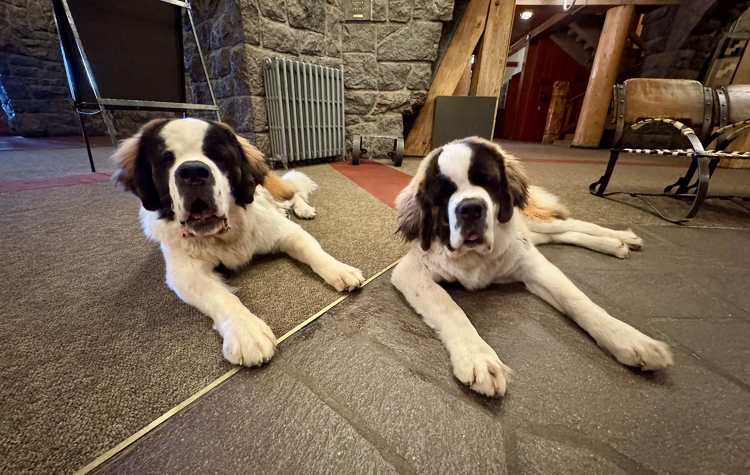 Timberline St. Bernard mascots Bruno and Heidi at 11 months