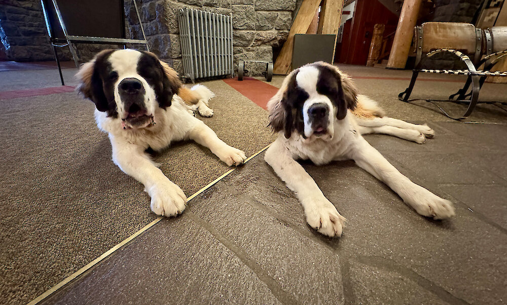 Timberline Saint Bernard mascots Bruno and Heidi at age 11 months