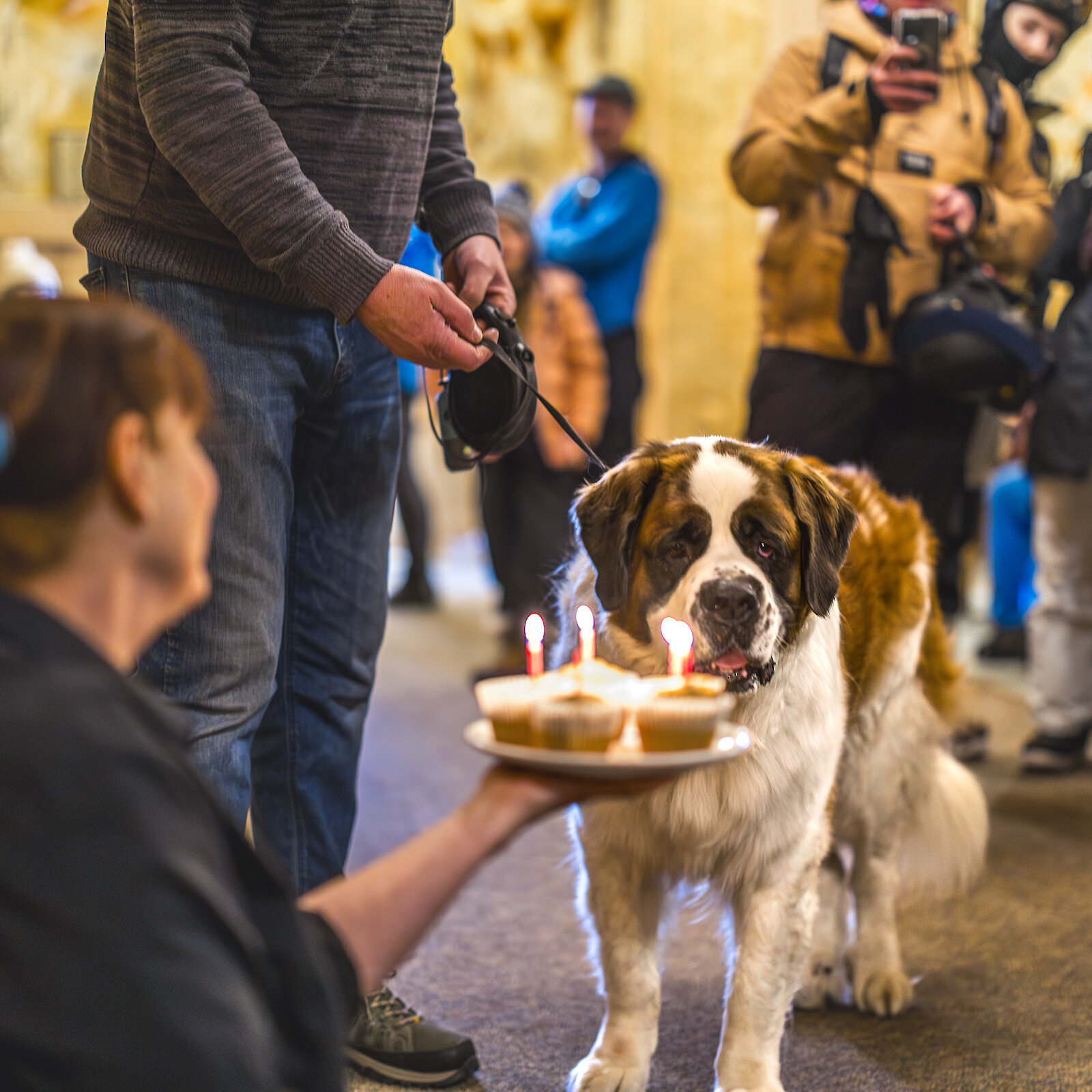 Bruno the St. Bernard celebrating his birthday with pupcakes.