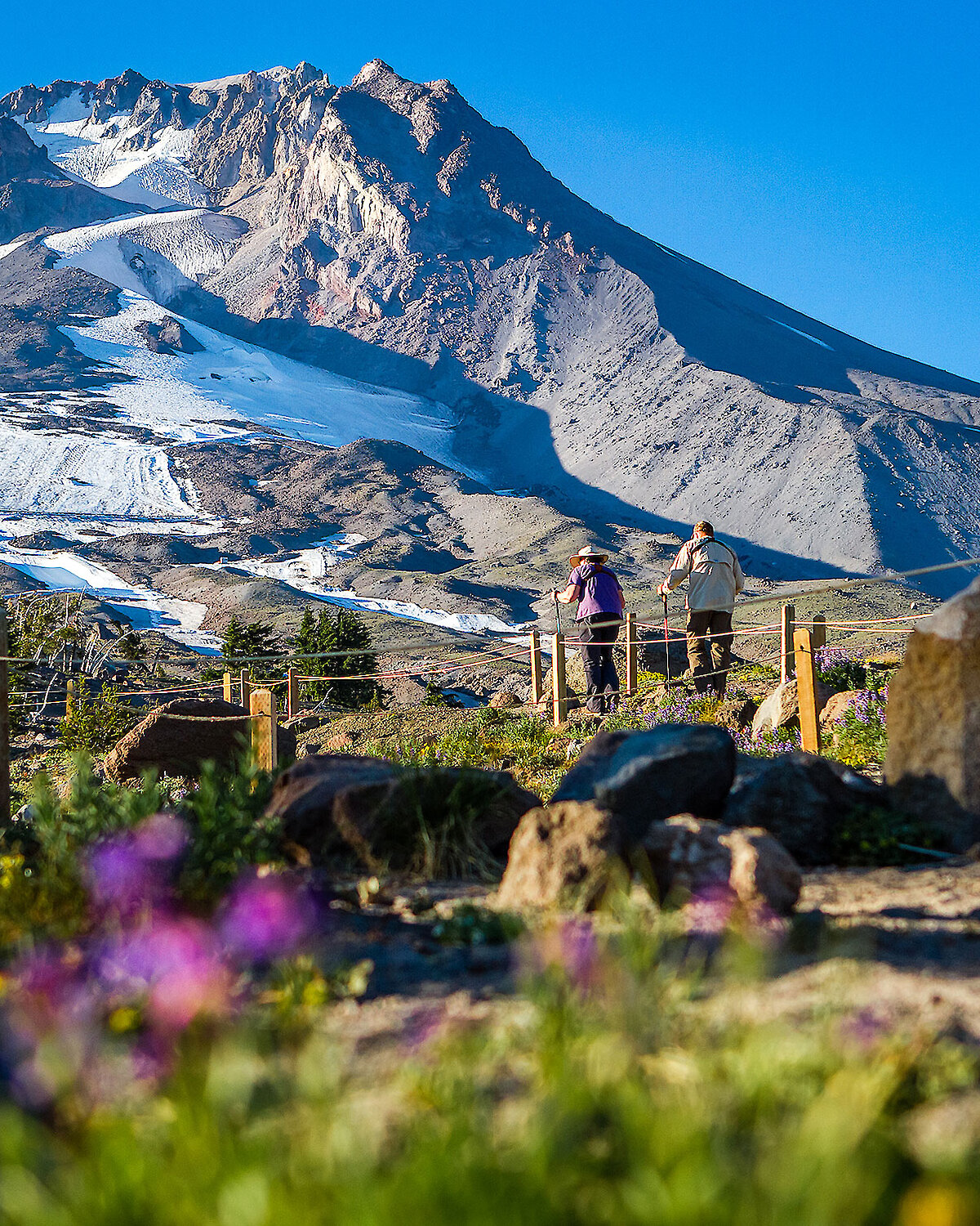 Couple hiking the trails behind Timberline Lodge in the summer with wildflowers in the foreground and Mt. Hood in the background