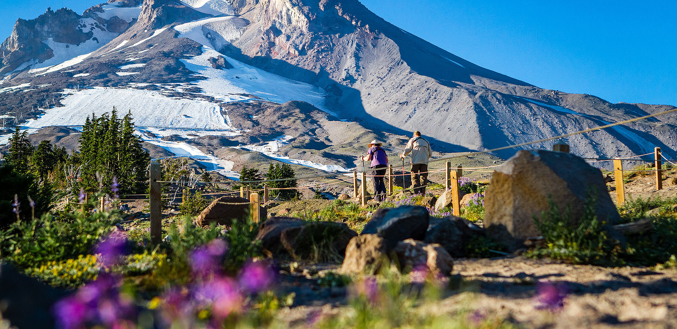 Couple hiking the trails behind Timberline Lodge in the summer with wildflowers in the foreground and Mt. Hood in the background