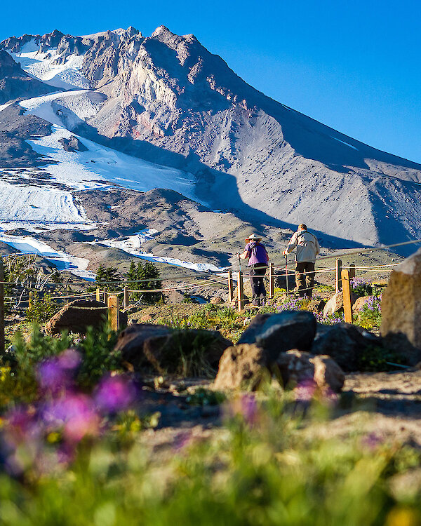Couple hiking the trails behind Timberline Lodge in the summer with wildflowers in the foreground and Mt. Hood in the background