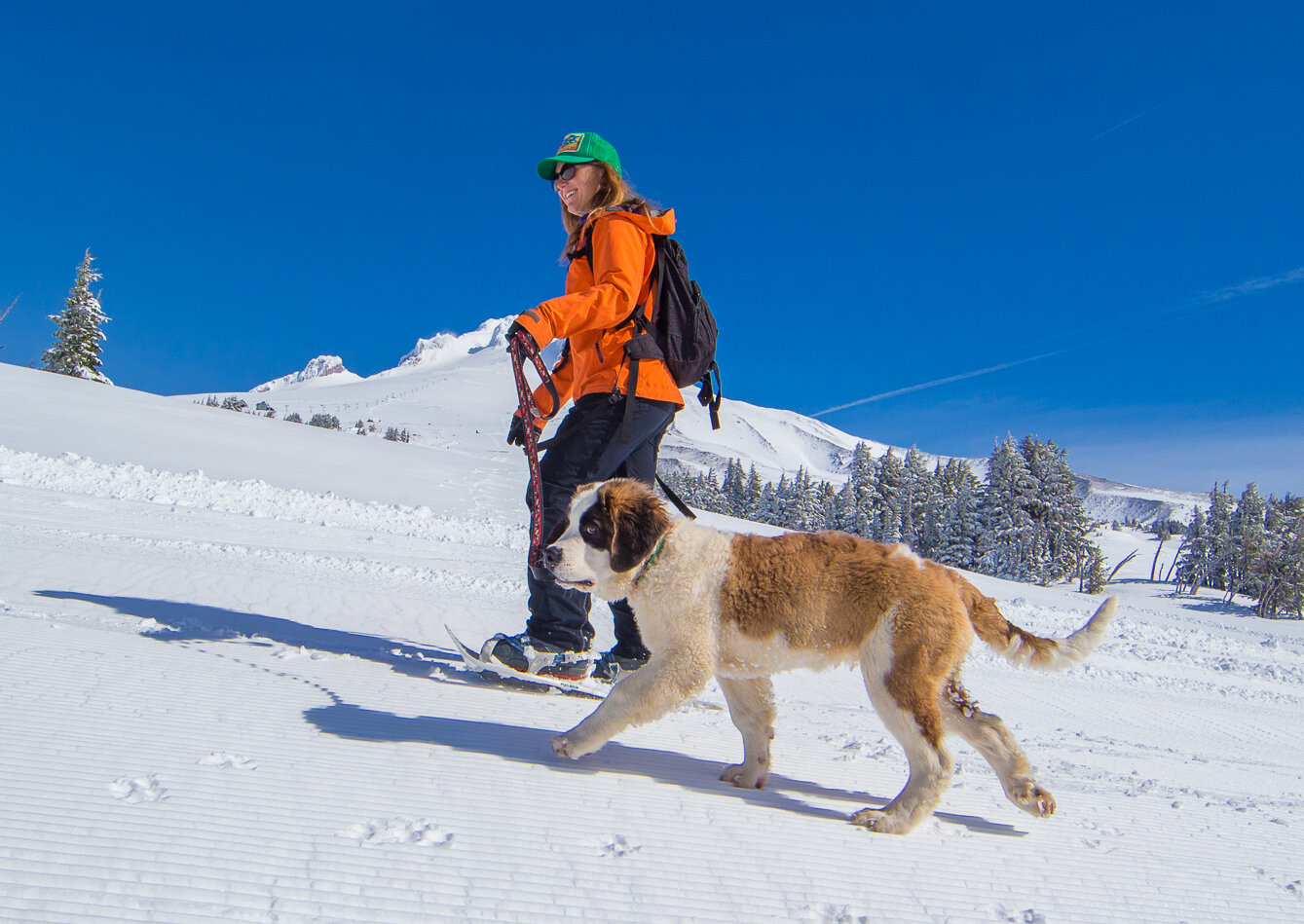 A woman snowshoeing on Mt. Hood with a St. Bernard