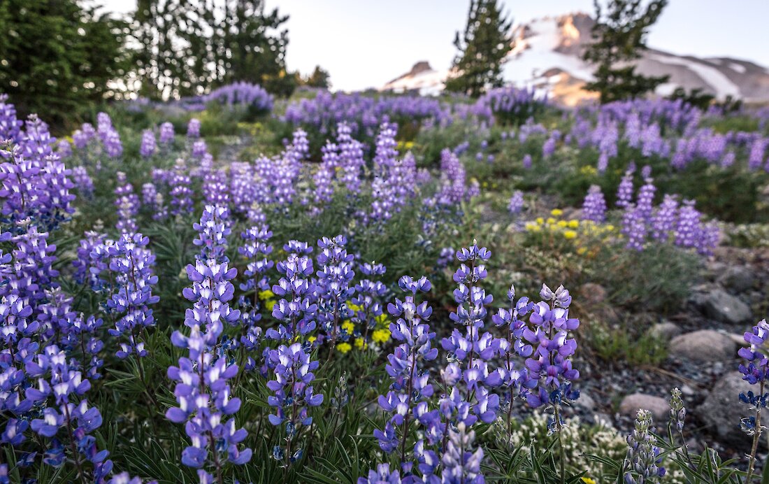 Wild lupine growing on Mt. Hood with the volcano in the background