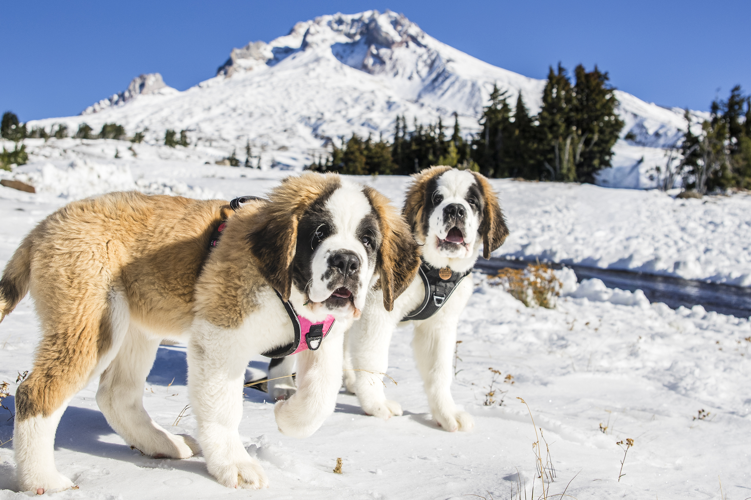 Heidi & Bruno | Timberline Lodge