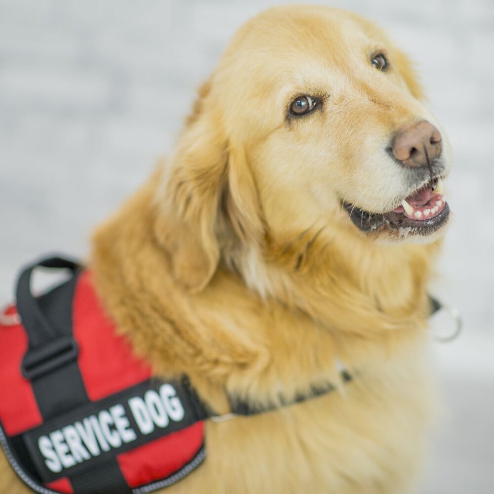 Photo of a service dog, what appears to be a Golden Retriever in a red vest with the words "service dog" on it