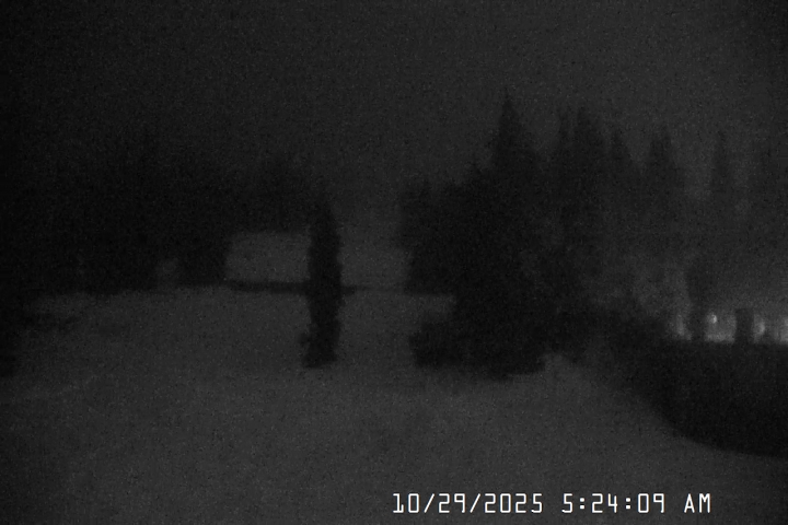 Live Feed: Pucci Camera