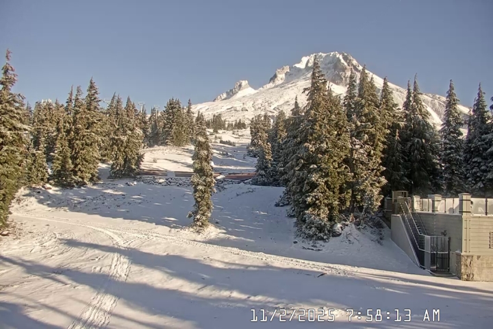 Live Feed: Pucci Camera