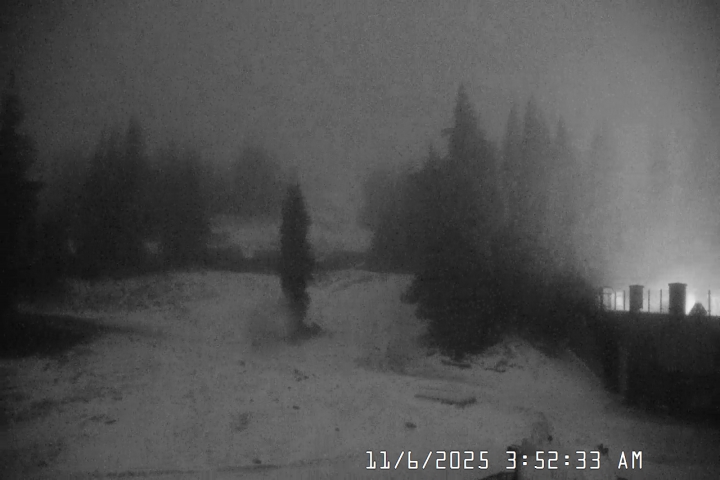 Live Feed: Pucci Camera