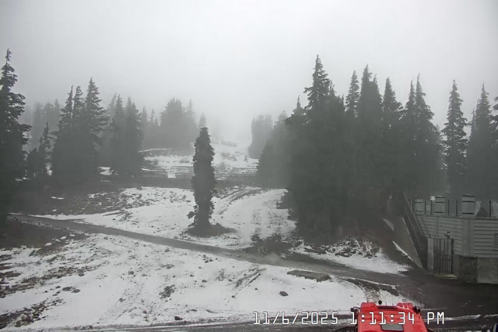 Live Feed: Pucci Camera