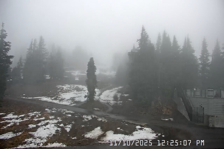 Live Feed: Pucci Camera