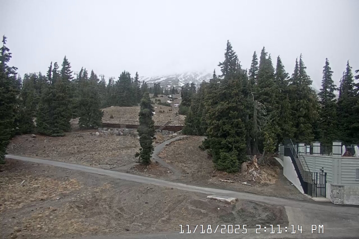 Live Feed: Pucci Camera