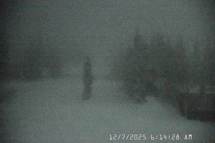 Live Feed: Pucci Camera