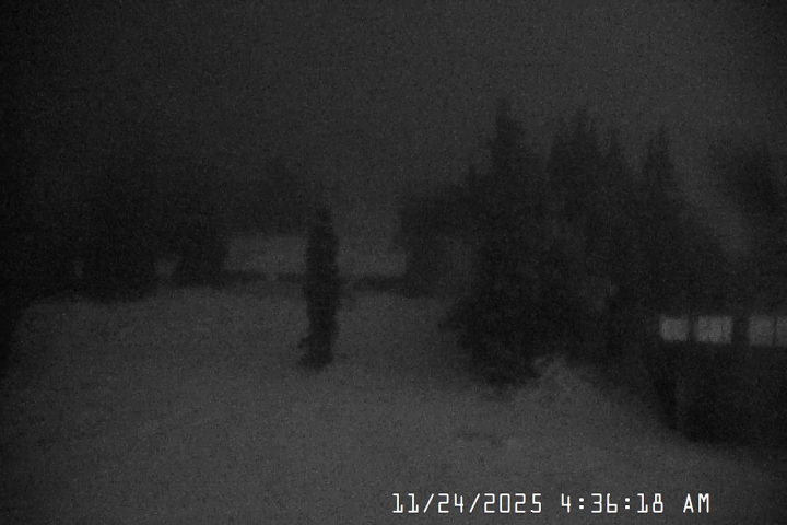 Live Feed: Pucci Camera