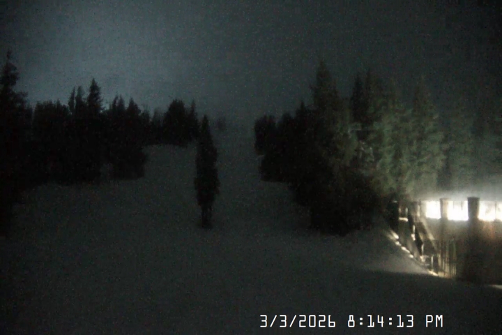 Live Feed: Pucci Camera