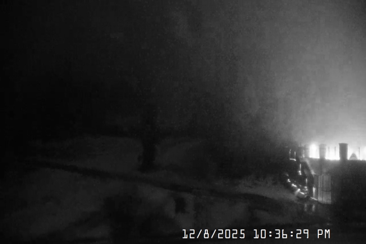 Live Feed: Pucci Camera