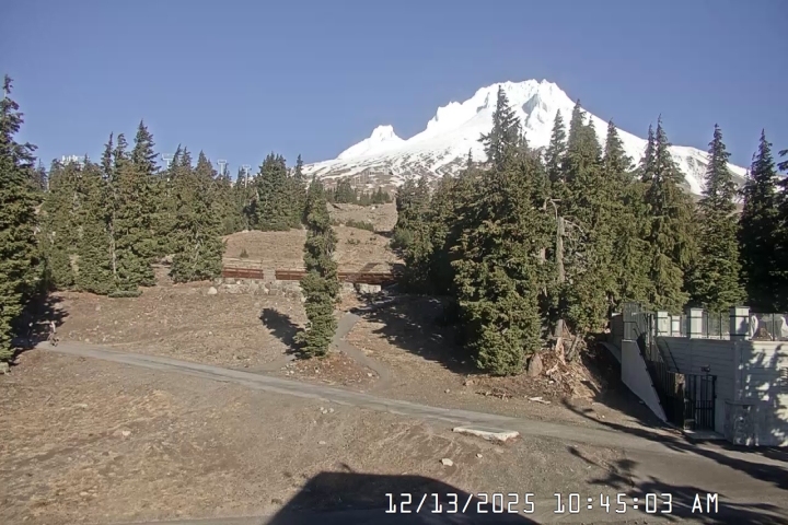 Live Feed: Pucci Camera