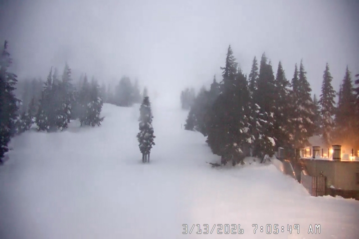 Live Feed: Pucci Camera