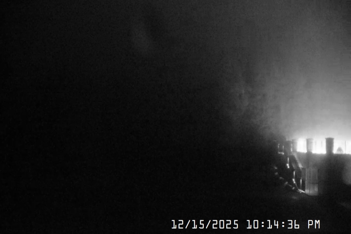 Live Feed: Pucci Camera