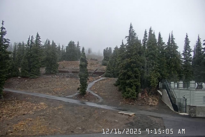 Live Feed: Pucci Camera