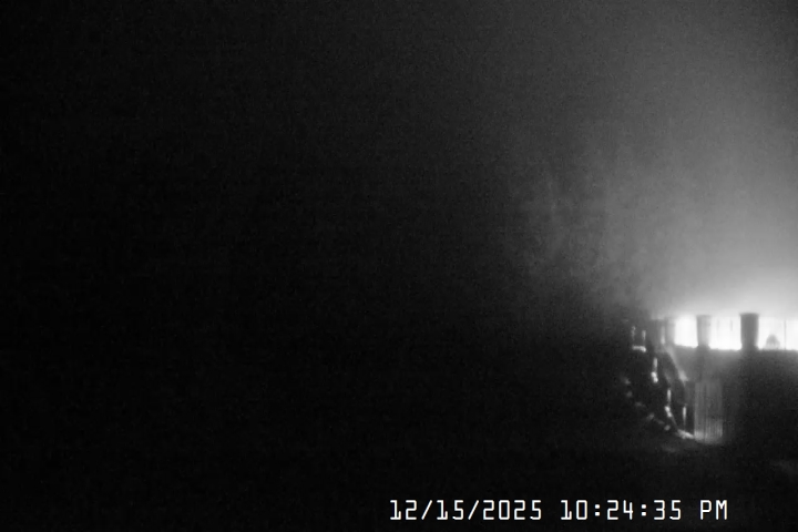 Live Feed: Pucci Camera