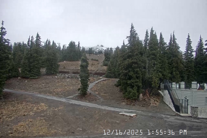 Live Feed: Pucci Camera