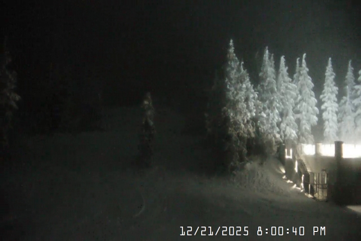 Live Feed: Pucci Camera