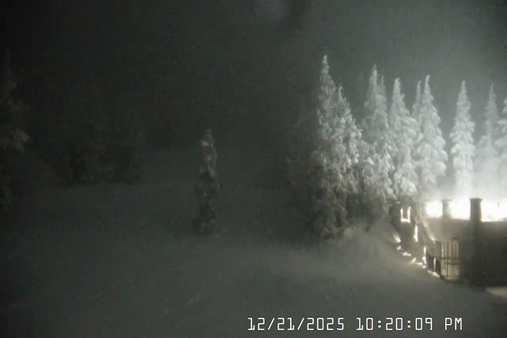 Live Feed: Pucci Camera