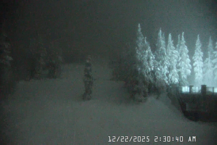 Live Feed: Pucci Camera