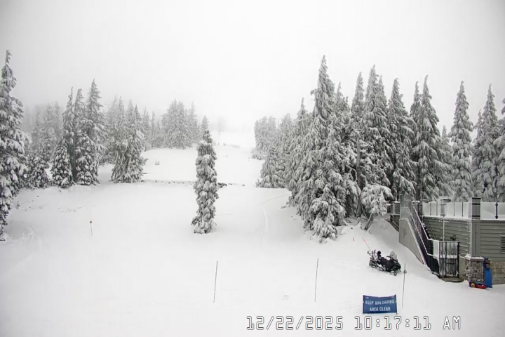 Live Feed: Pucci Camera