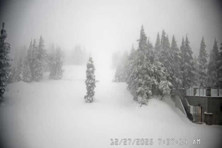 Live Feed: Pucci Camera