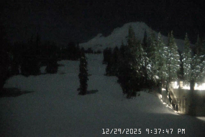 Live Feed: Pucci Camera