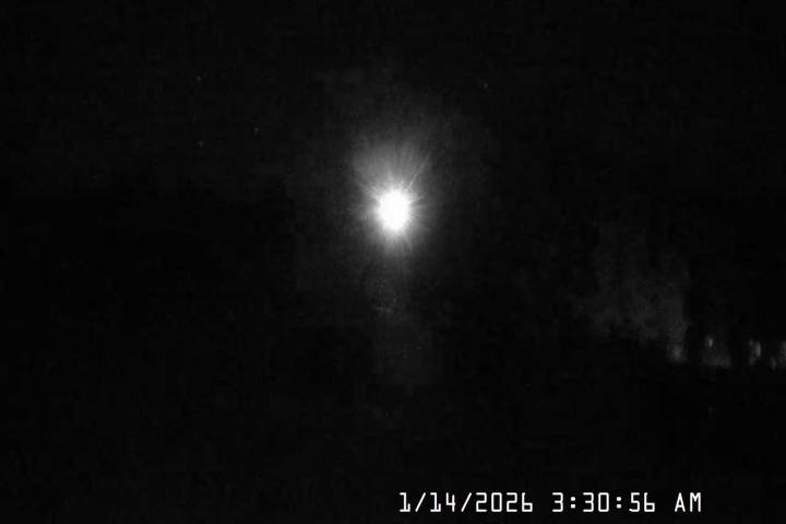 Live Feed: Pucci Camera