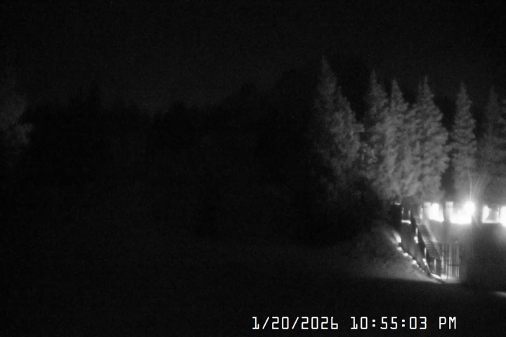 Live Feed: Pucci Camera