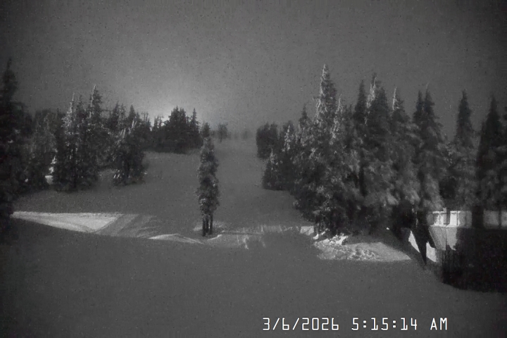 Live Feed: Pucci Camera