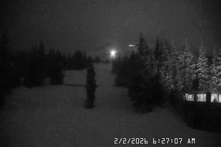 Live Feed: Pucci Camera