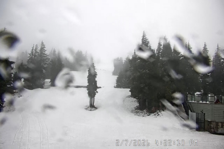 Live Feed: Pucci Camera