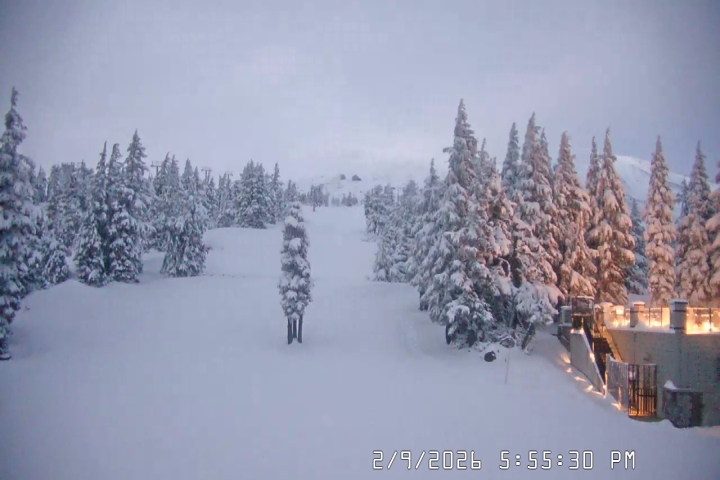 Live Feed: Pucci Camera